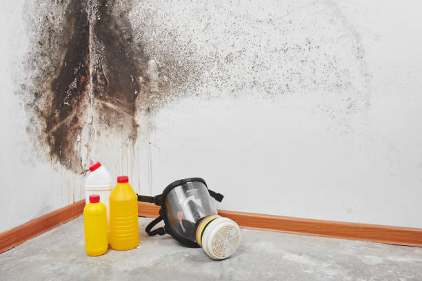 Best Commercial Mold Removal  in Morgan City, LA