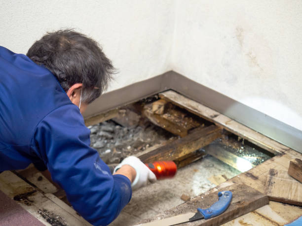 Best Home Mold Removal  in Morgan City, LA