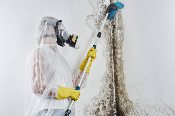 Best Mold Testing  in Morgan City, LA