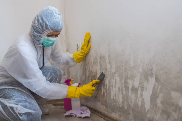Best Attic Mold Removal  in Morgan City, LA