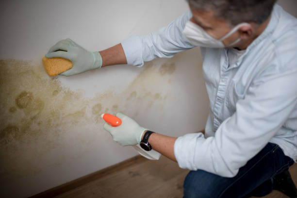 Best Crawl Space Mold Removal  in Morgan City, LA