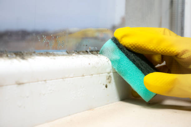Best Local Mold Removal Service  in Morgan City, LA