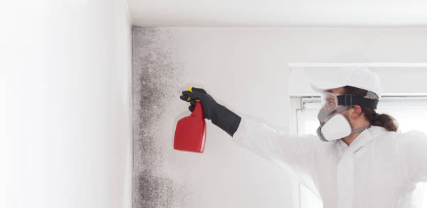 Best Best Mold Removal Companies  in Morgan City, LA