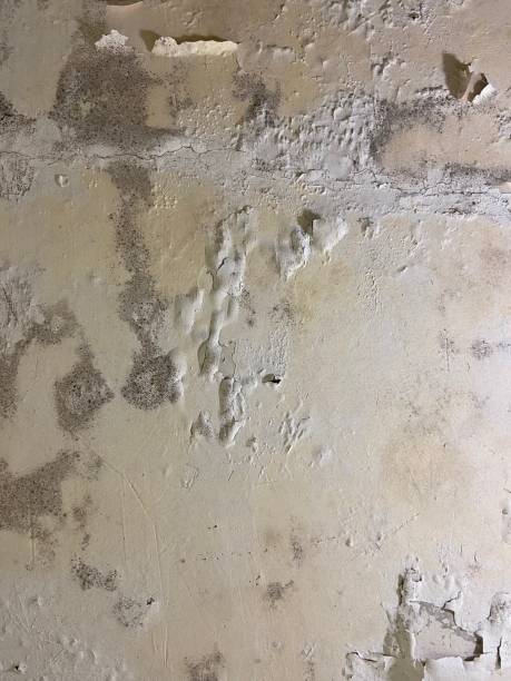 Best Mold Damage Repair  in Morgan City, LA