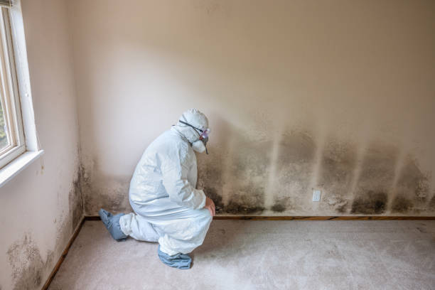 Best Fast Mold Removal  in Morgan City, LA