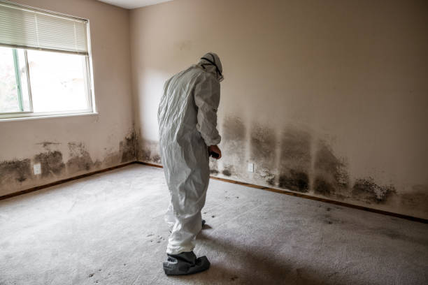 Best Mold Removal and Inspection  in Morgan City, LA