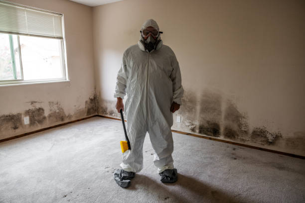 Best Professional Mold Removal  in Morgan City, LA