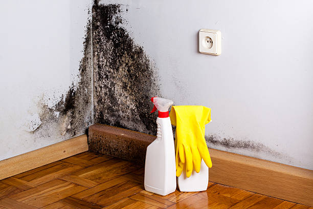 Reliable Morgan City, LA Mold Removal Solutions
