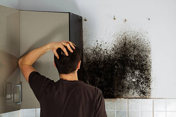 Best Mold Testing  in Morgan City, LA