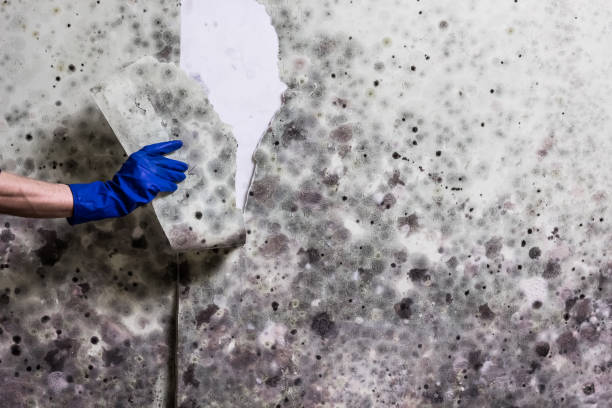 Best Office Mold Removal Services  in Morgan City, LA
