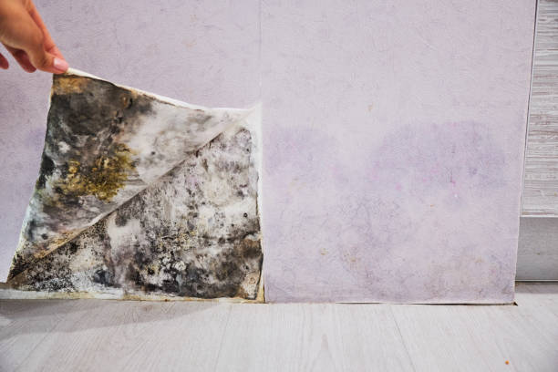  Morgan City, LA Mold Removal Pros